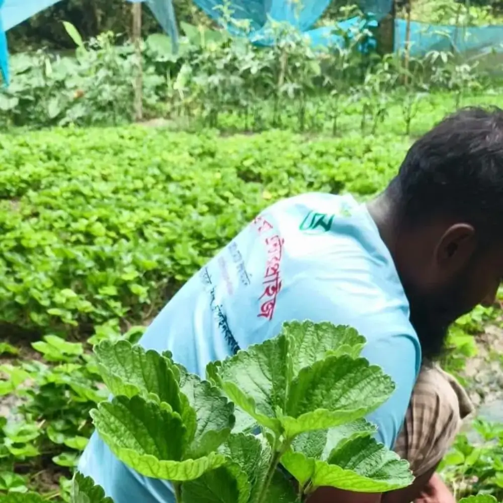 বারান্দায় স্ট্রবেরি চাষ