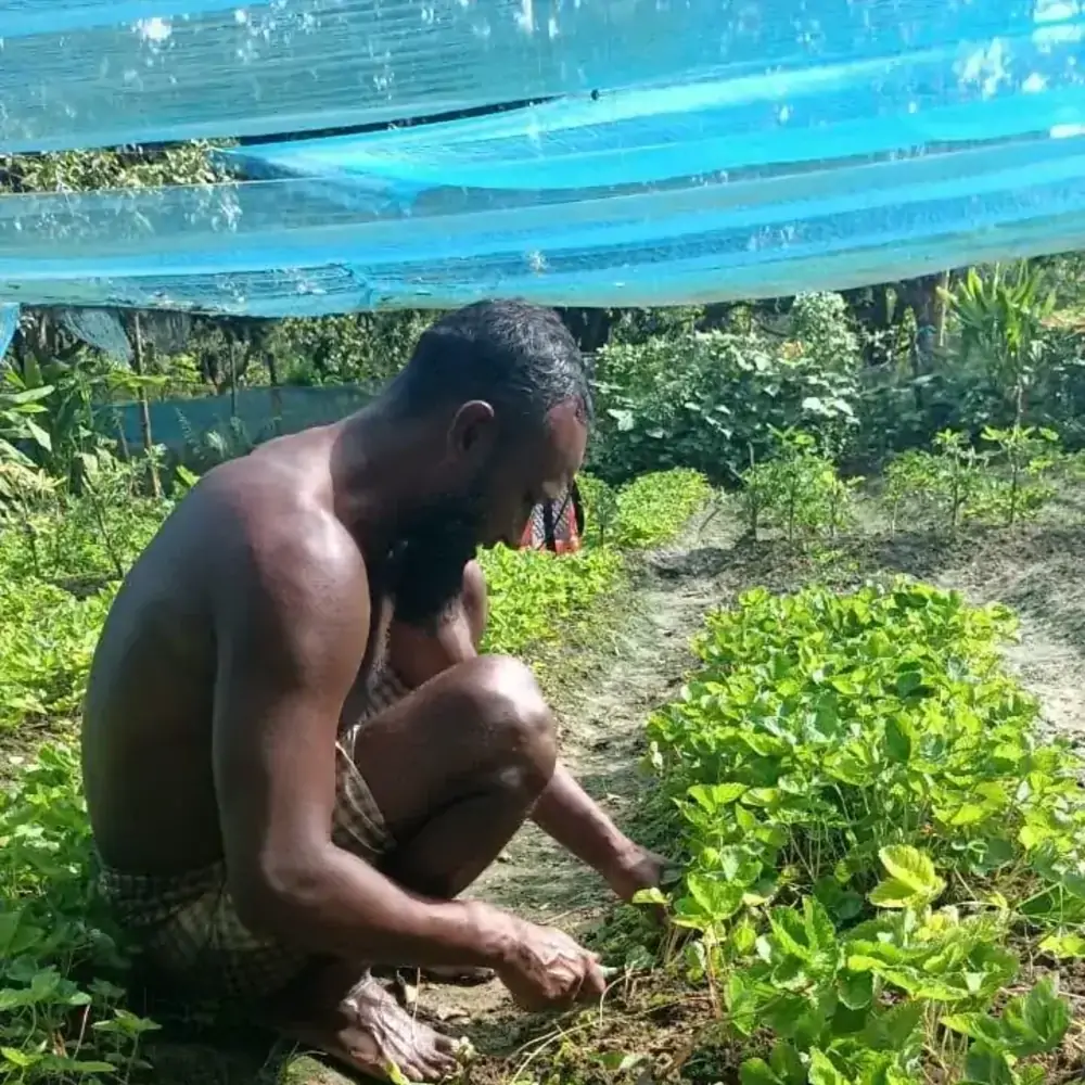 ছাদবাগানে স্ট্রবেরি চারা